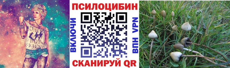 Галлюциногенные грибы Psilocybine cubensis  где купить наркоту  Каневская 