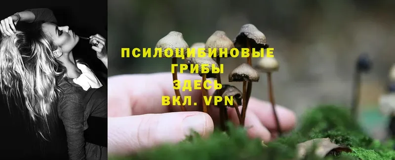 мега вход  площадка клад  Псилоцибиновые грибы Cubensis  Каневская 